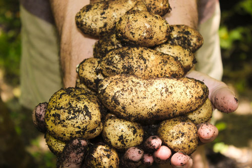Biohof Harms Putensen - Anbau von Kartoffeln