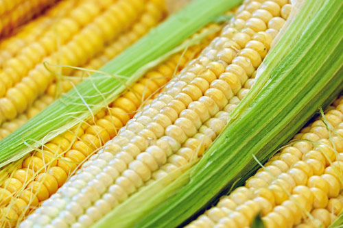 Biohof Harms Putensen - Anbau von Mais