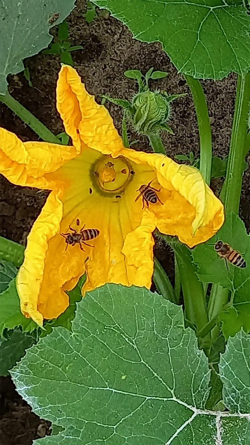 kuerbis-bienen