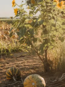 kuerbisfeld-sonnenblume