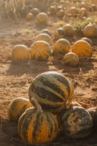 oelkuerbisse-feld-sonne